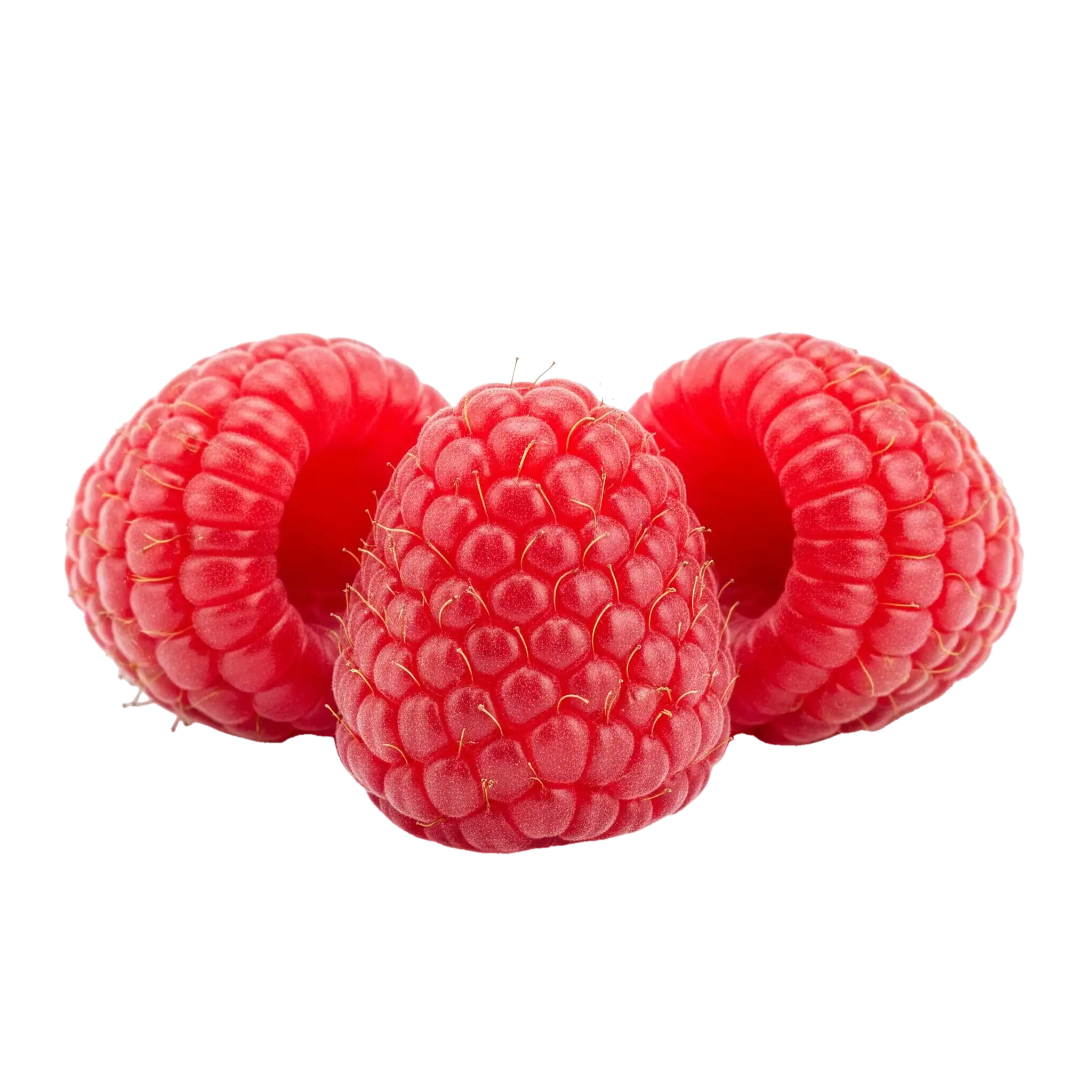 Fresas rojas orgánicas, fruta fresca y saludable en la agricultura ecológica de Huerto.Bio.
