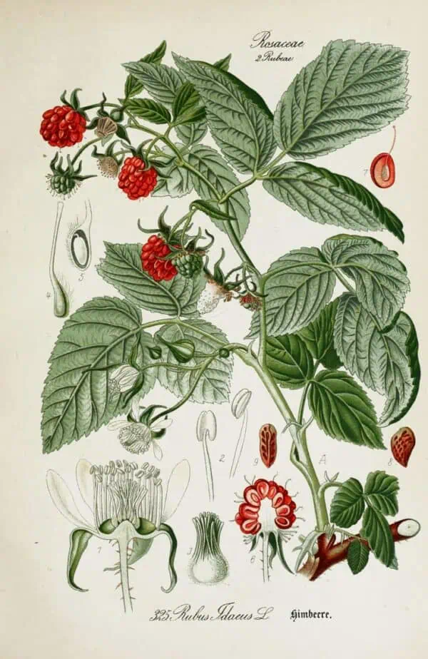 Raspberries illustration, plant with ripe red berries and detailed botanical diagram from Huerto.Bio.