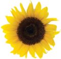 Girasol amarillo en primer plano, símbolo de agricultura ecológica y biodiversidad en huerto.bio.