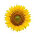 Girasol