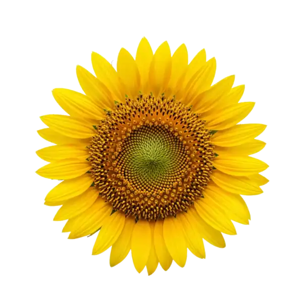 Girasol: imagen 1