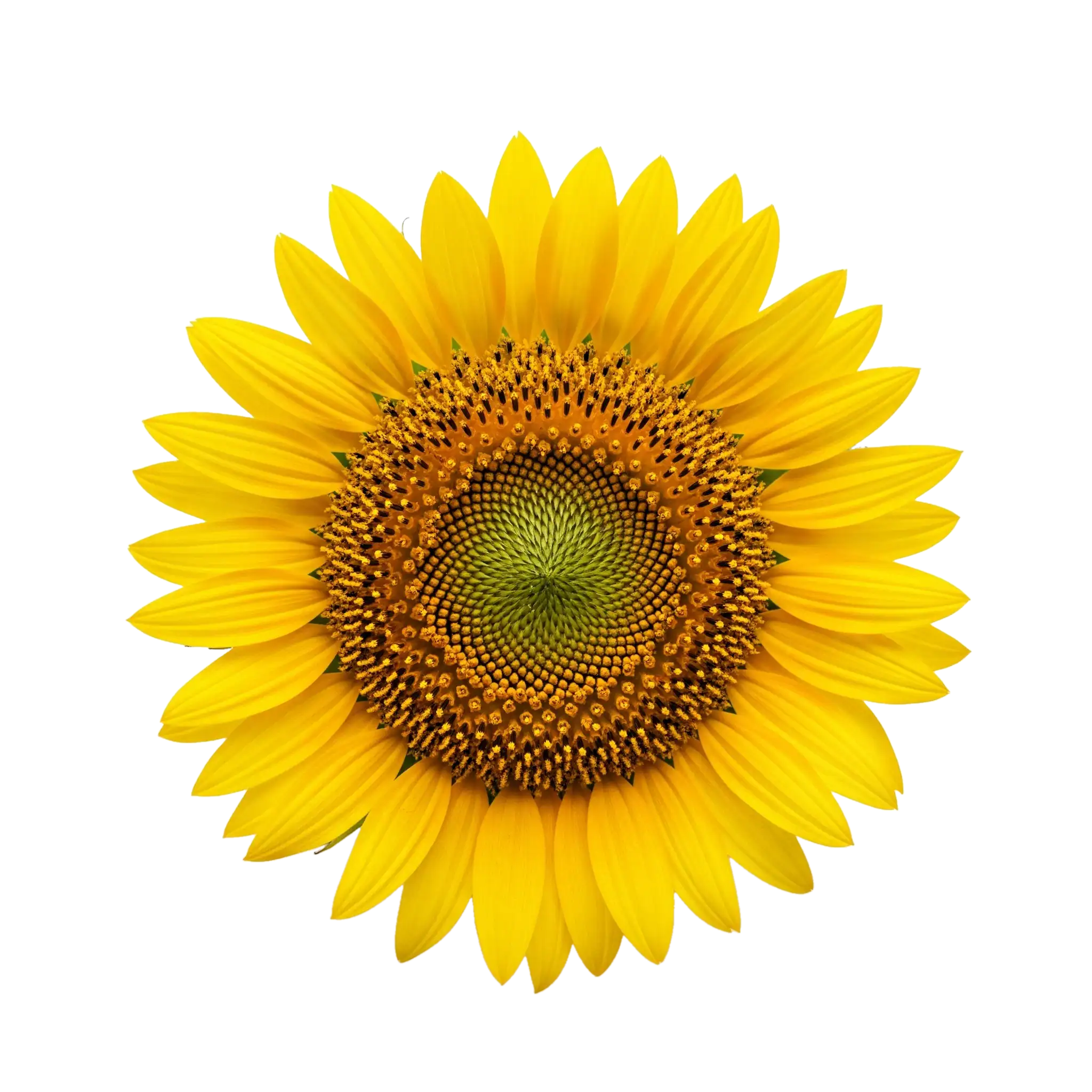 Girasol amarillo en primer plano, símbolo de agricultura ecológica y biodiversidad en huerto.bio.