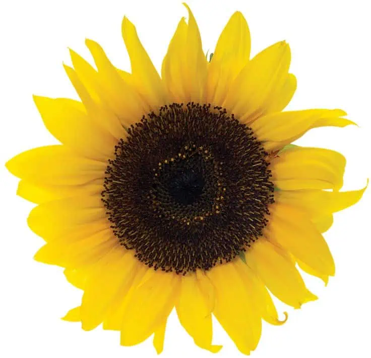 Girasol: imagen 1