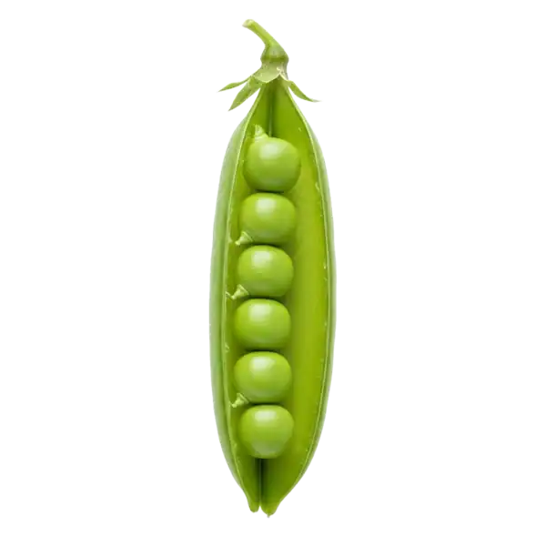 Guisante de olor ecológico en vaina verde, alimento saludable y orgánico para cocina natural, elaborado con semillas certificadas para agricultura sostenible.