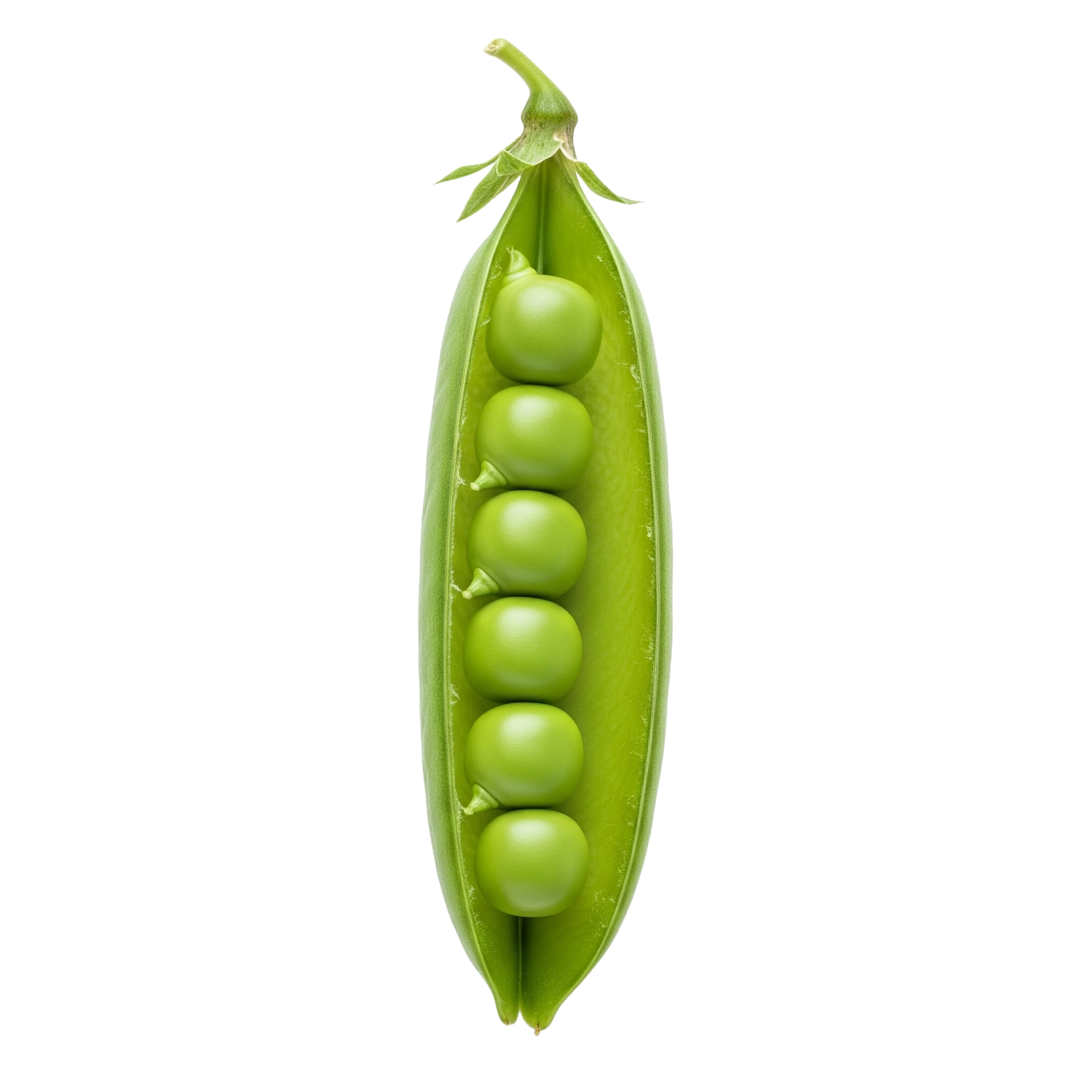 Guisante de olor ecológico en vaina verde, alimento saludable y orgánico para cocina natural, elaborado con semillas certificadas para agricultura sostenible.