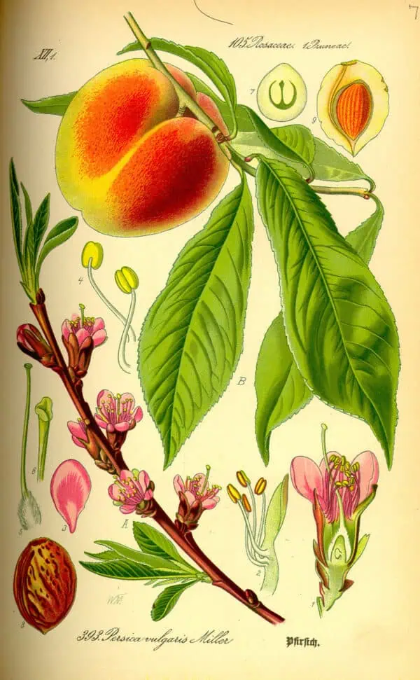 Peach illustration from vintage botanical chart, featuring detailed depictions of leaves, flowers, and fruit, ideal for organic farming, fruit cultivation, and botanical studies.