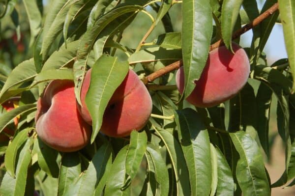 Fruta de melocotón en árbol, con hojas verdes y frutos maduros, cultivo ecológico, huerto bio saludable, fruta ecológica de temporada, agricultura sostenible y natural.