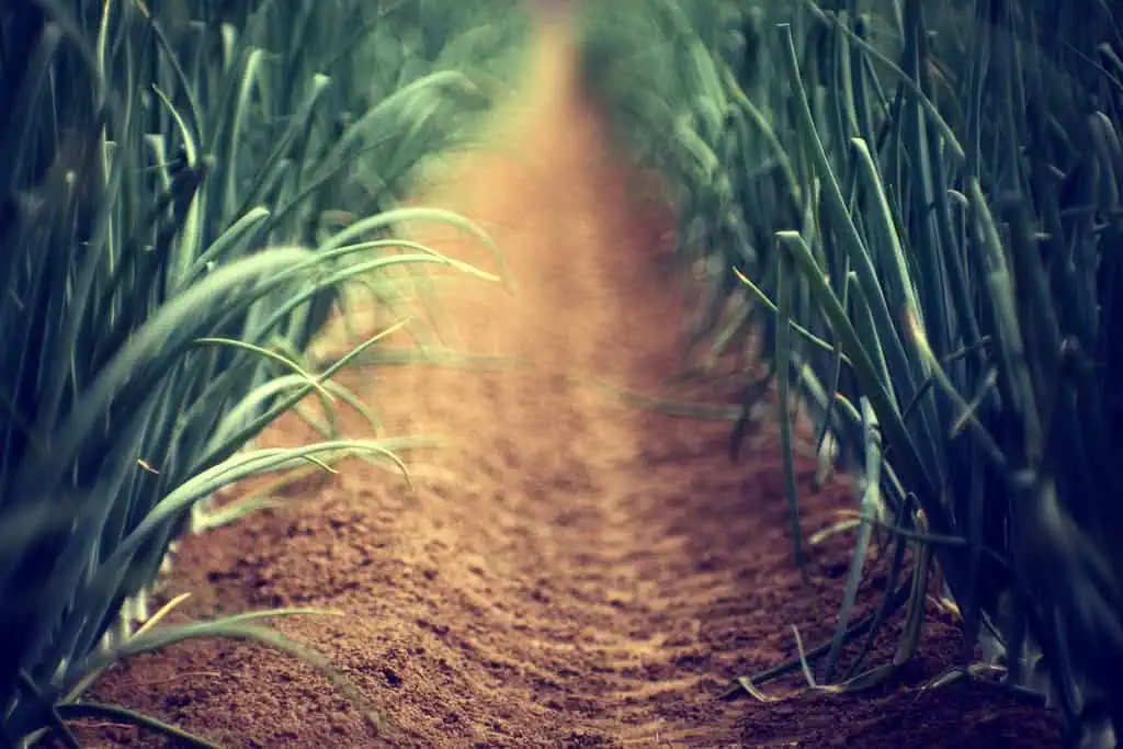 Caminito en un huerto de cebollas con cultivo ecológico y sostenible en huerto.bio.