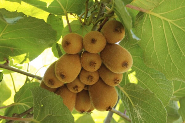 Kiwi de cultivo ecológico en huerto bio, fruta saludable y natural en entorno agrícola sostenible.