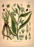 Hierba oficial del Símbolo officinale, ilustración vintage de planta medicinal con detalles de raíces, hojas y flores, ideal para recursos de herbolario y conocimientos botánicos.