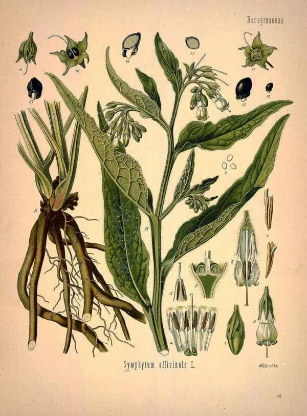 Hierba oficial del Símbolo officinale, ilustración vintage de planta medicinal con detalles de raíces, hojas y flores, ideal para recursos de herbolario y conocimientos botánicos.