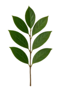 Hoja de árbol de especies en huerto.bio en cultivo ecológico, vegetación sana, hoja verde, plantas naturales y sostenibles, agricultura orgánica, ecología y horticultura.