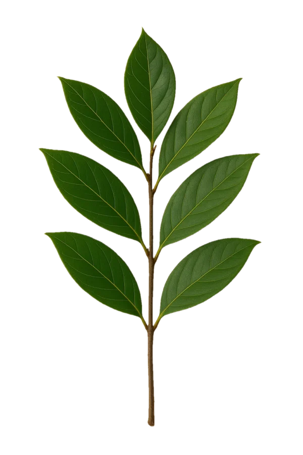 Hoja de árbol de especies en huerto.bio en cultivo ecológico, vegetación sana, hoja verde, plantas naturales y sostenibles, agricultura orgánica, ecología y horticultura.
