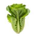 Lechuga: imagen 1