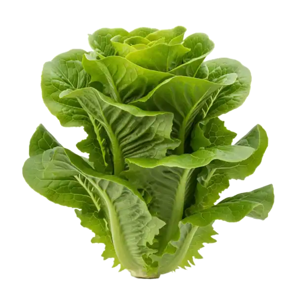 Jung lettuce leaves frescas y crujientes, cultivo ecológico, ideal para ensaladas saludables.