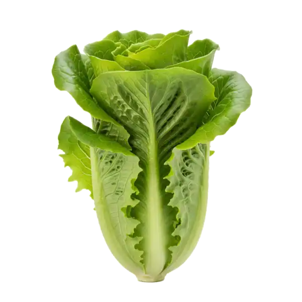 Lechuga: imagen 1