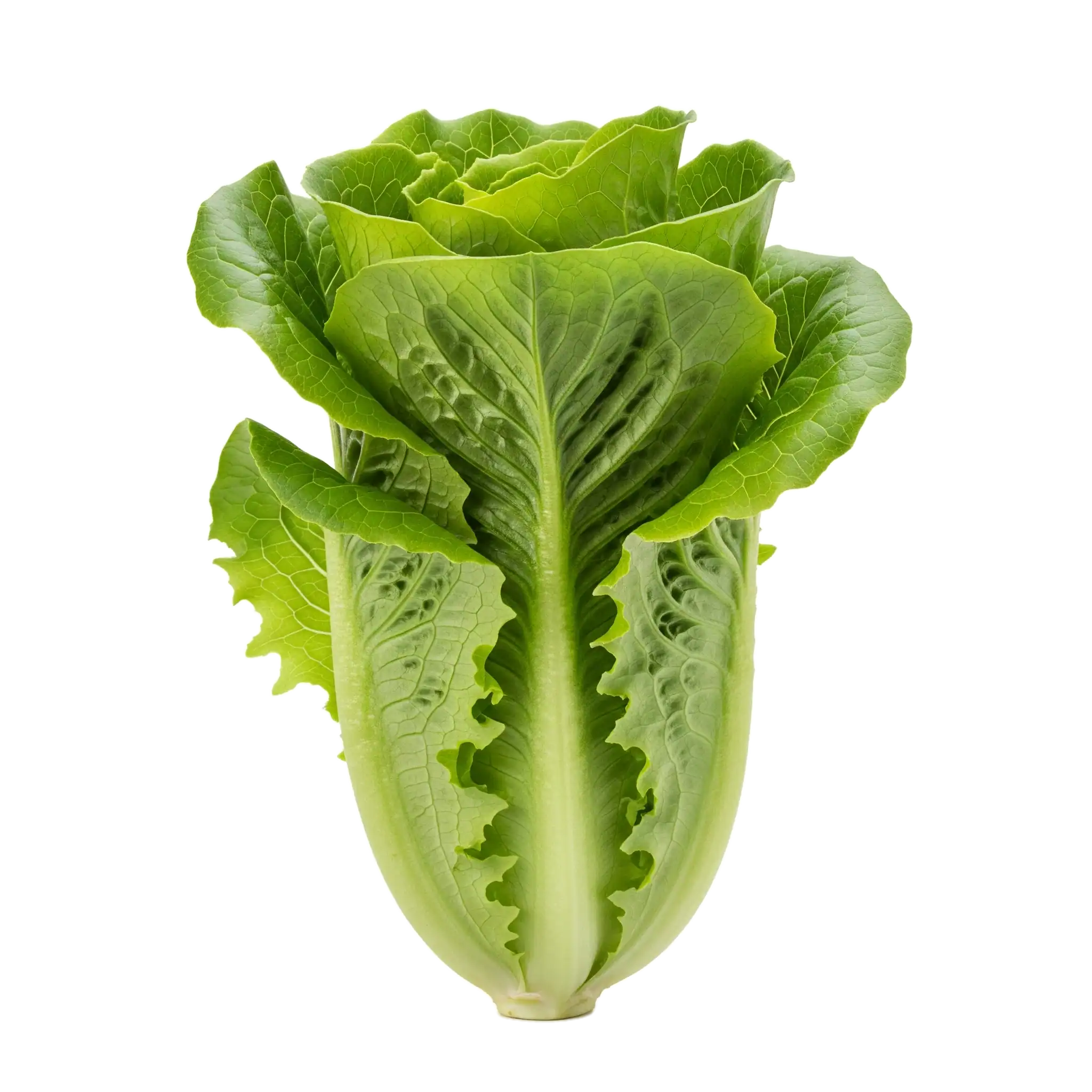 Lechuga: imagen 1