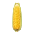 Maíz