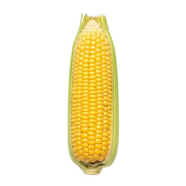 Maíz ecológico fresco en mazorca, cultivo sostenible y saludable.