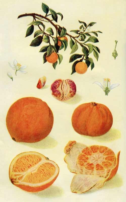 Naranjas maduras en rama y en diferentes estados de corte, ilustración detallada de fruta cítrica, con flores y hojas, ideal para contenido sobre agricultura ecológica y huertos orgánicos.
