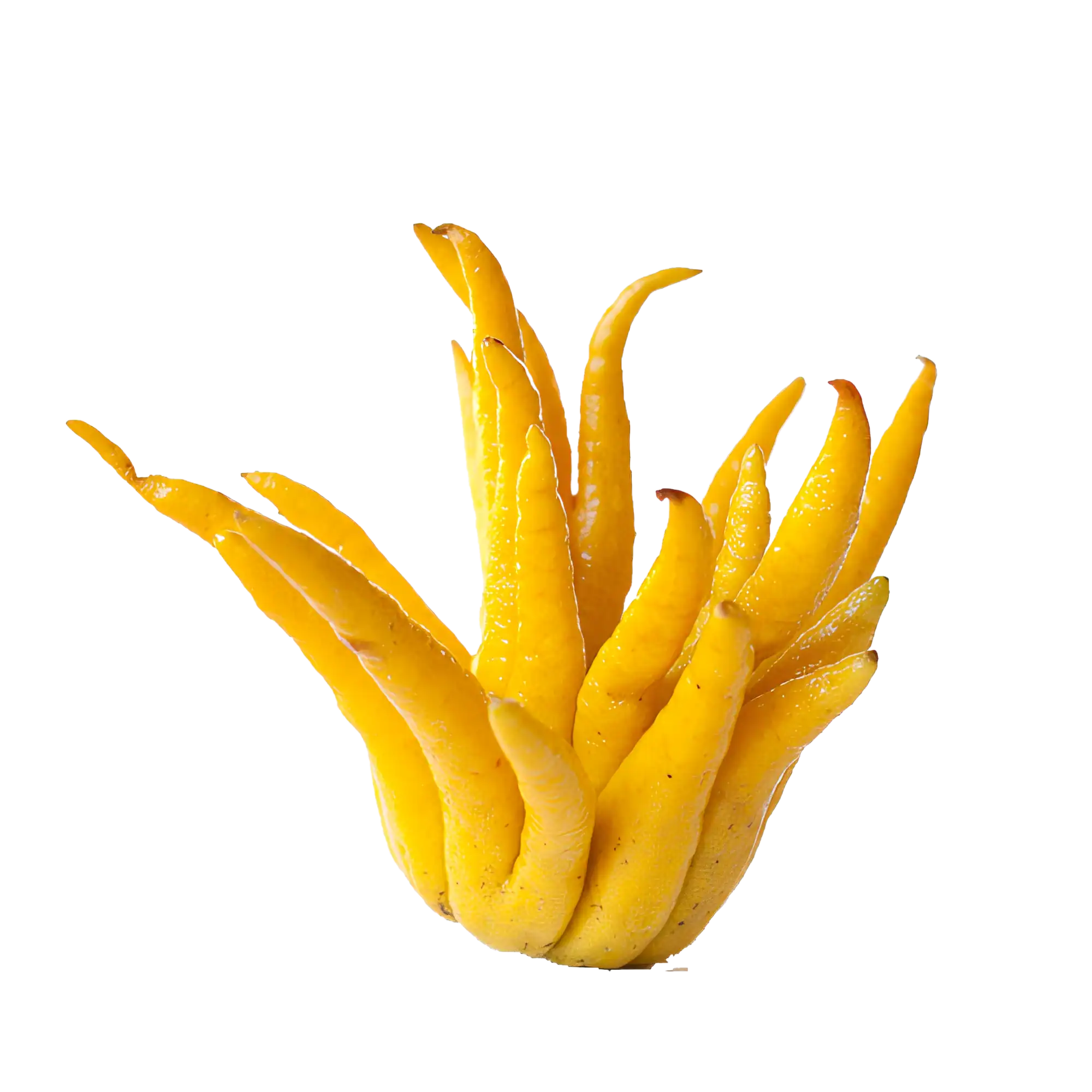 Piel de fruta amarilla de mango fresca y jugosa, cortada en tiras largas y delgadas. Ideal para preparar jugos, postres o disfrutar como snack saludable. Rico en vitaminas y sabor tropical.