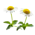 Flores de manzanilla ecológica con hojas verdes, enfoque en productos orgánicos para un huerto saludable y natural.