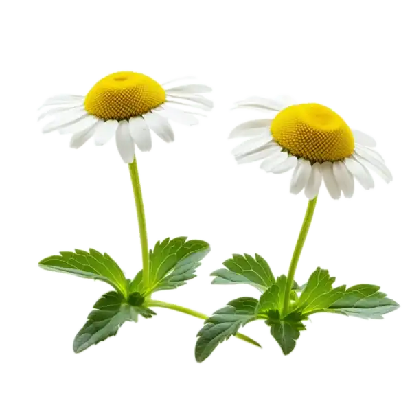 Flores de manzanilla ecológica con hojas verdes, enfoque en productos orgánicos para un huerto saludable y natural.