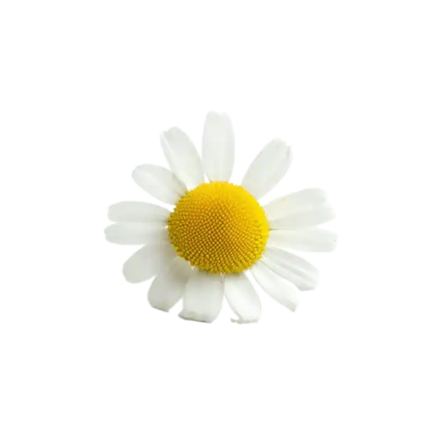 Flores de manzanilla, planta medicinal natural, remedios caseros para la digestión, hierba aromática orgánica, cultivo ecológico de plantas medicinales.