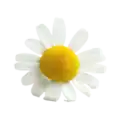 Flores de manzanilla, planta medicinal natural, remedios caseros para la digestión, hierba aromática orgánica, cultivo ecológico de plantas medicinales.