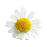 Flores de manzanilla, planta medicinal natural, remedios caseros para la digestión, hierba aromática orgánica, cultivo ecológico de plantas medicinales.