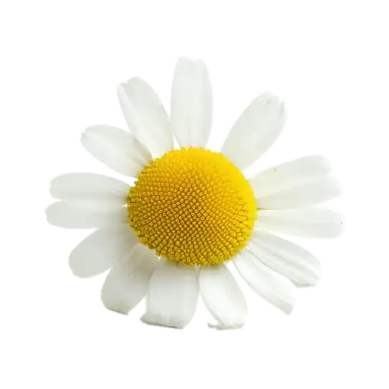 Flores de manzanilla, planta medicinal natural, remedios caseros para la digestión, hierba aromática orgánica, cultivo ecológico de plantas medicinales.