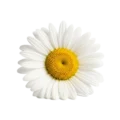 Flor de manzanilla orgánica, símbolo de pureza y bienestar en agricultura biológica, utilizada en infusiones y remedios naturales.