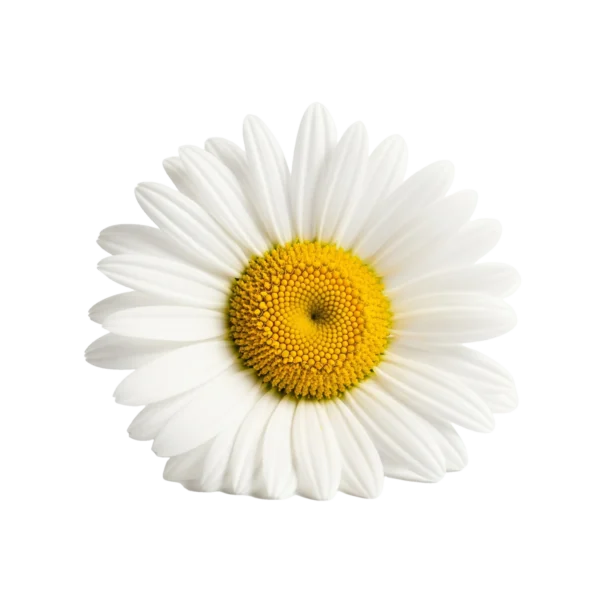 Flor de manzanilla orgánica, símbolo de pureza y bienestar en agricultura biológica, utilizada en infusiones y remedios naturales.