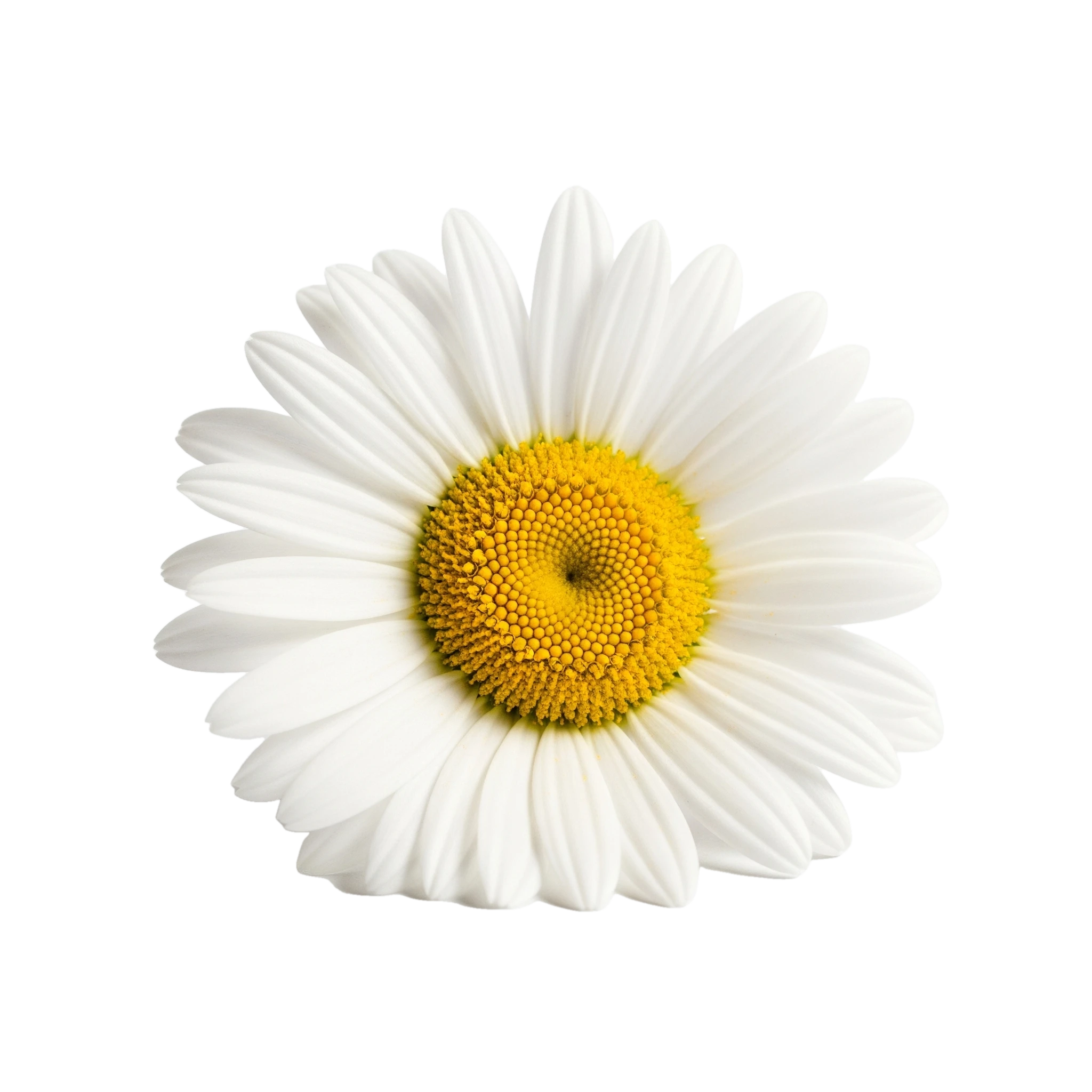 Flor de manzanilla orgánica, símbolo de pureza y bienestar en agricultura biológica, utilizada en infusiones y remedios naturales.