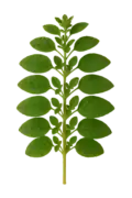 Perejil fresco, hierba aromática ecológica, saludable y aromática, ideal para cocinar, cultivos orgánicos y huertos sostenibles.