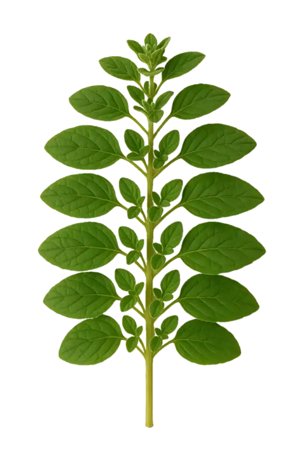 Perejil fresco, hierba aromática ecológica, saludable y aromática, ideal para cocinar, cultivos orgánicos y huertos sostenibles.