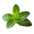 Hojas de hierbabuena fresca, aromática y saludable para cocinar y preparar infusiones naturales en huerto.bio.