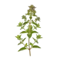 Hierba oregano fresca, planta aromática ecológica cultivada para cocina saludable y orgánica en huertos ecológicos de alta calidad.
