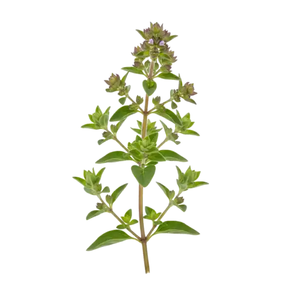Hierba oregano fresca, planta aromática ecológica cultivada para cocina saludable y orgánica en huertos ecológicos de alta calidad.