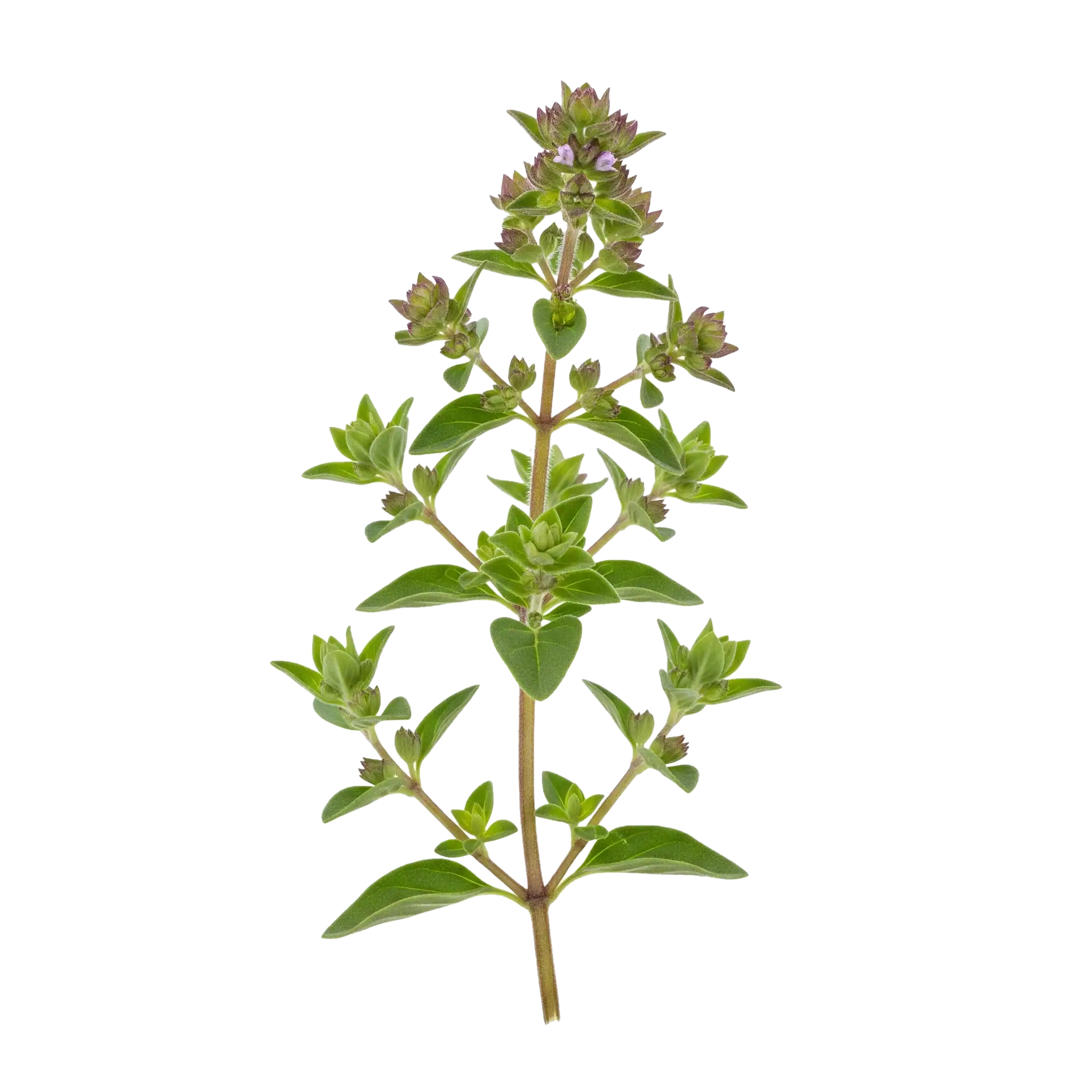 Hierba oregano fresca, planta aromática ecológica cultivada para cocina saludable y orgánica en huertos ecológicos de alta calidad.