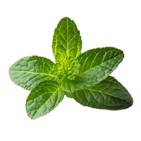 Hojas de hierbabuena fresca, aromática y saludable para cocinar y preparar infusiones naturales en huerto.bio.