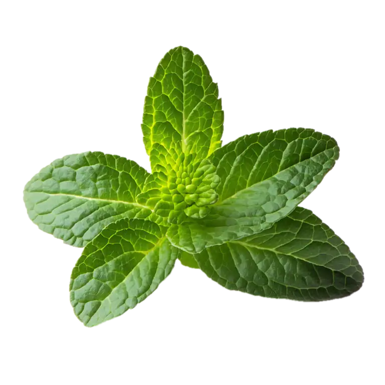 Hojas de hierbabuena fresca, aromática y saludable para cocinar y preparar infusiones naturales en huerto.bio.