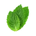 Frescas hojas de menta ecológica para cocina saludable y tés naturales, cultivo sostenible, aromáticas y orgánicas, ideales para recetas y remedios caseros.