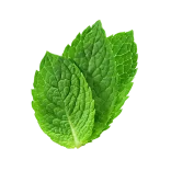 Frescas hojas de menta ecológica para cocina saludable y tés naturales, cultivo sostenible, aromáticas y orgánicas, ideales para recetas y remedios caseros.