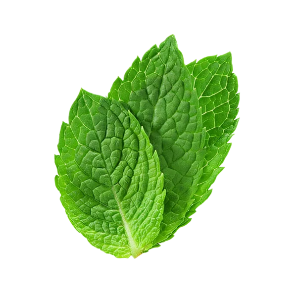 Frescas hojas de menta ecológica para cocina saludable y tés naturales, cultivo sostenible, aromáticas y orgánicas, ideales para recetas y remedios caseros.