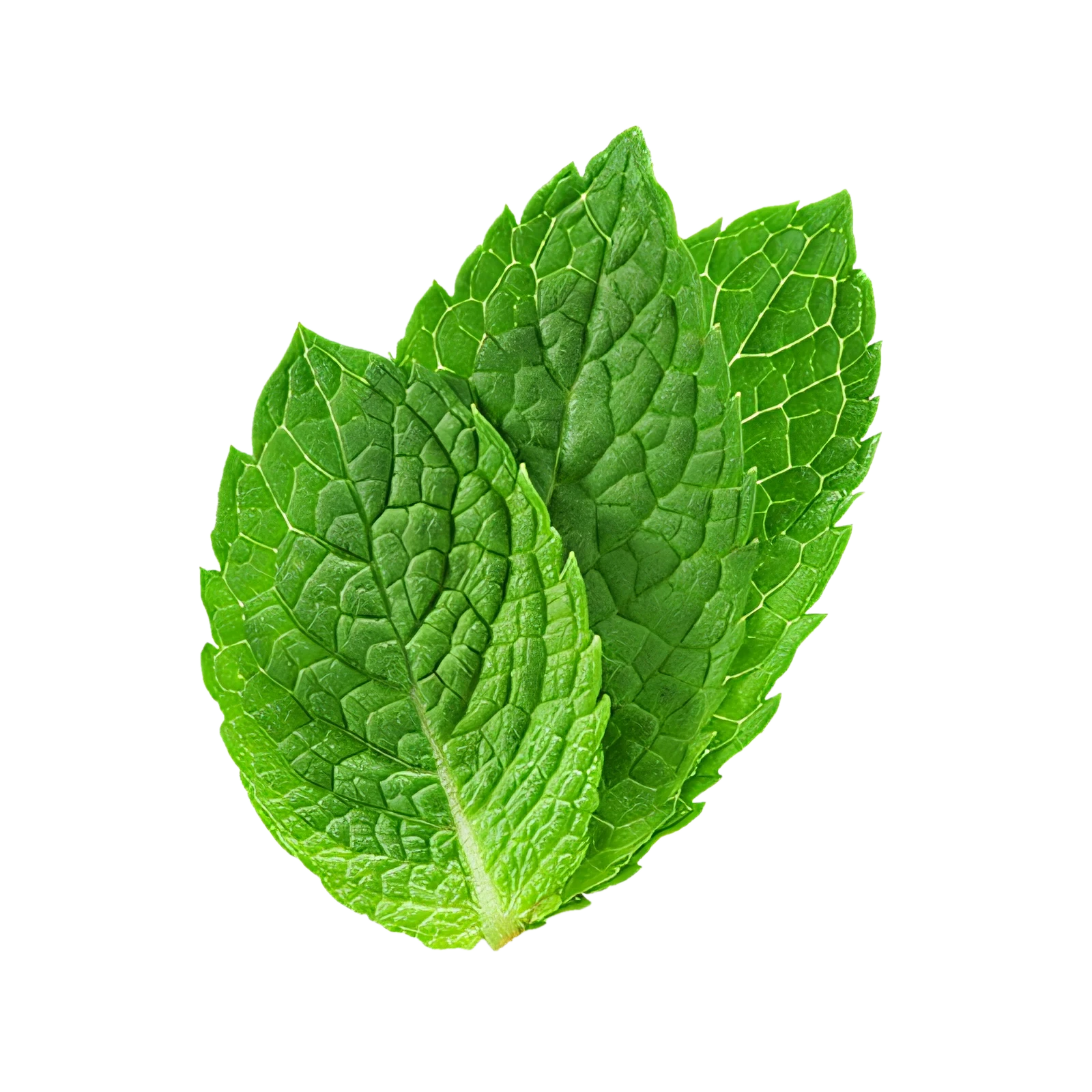 Frescas hojas de menta ecológica para cocina saludable y tés naturales, cultivo sostenible, aromáticas y orgánicas, ideales para recetas y remedios caseros.