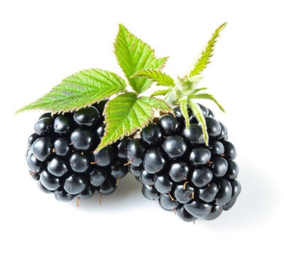 Moras negras orgánicas frescas con hojas verdes, producto de agricultura ecológica y sostenible.