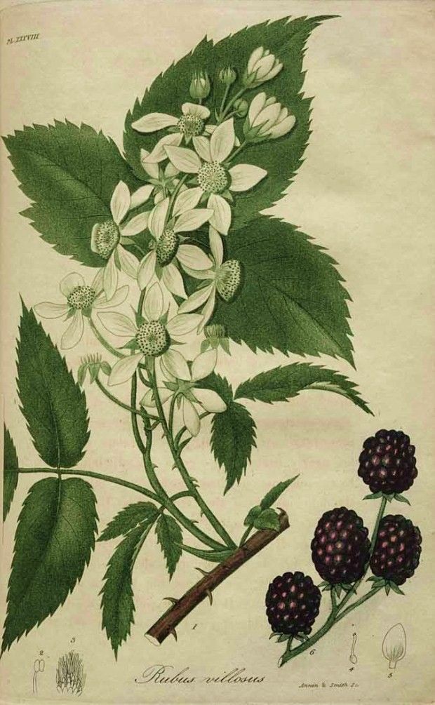 Fruto de zarzamora madura en un dibujo botánico, mostrando detalles de hojas, flores y frutos. Ideal para estudios de plantas y jardinería en huertos ecológicos y cultivo orgánico.