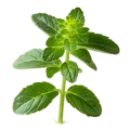 Hierba de menta fresca y saludable, ideal para infusiones, cocina y remedios naturales. Cultivo ecológico y sostenible en huerto.bio, promoviendo salud y bienestar con plantas medicinales.