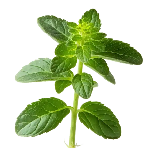 Hierba de menta fresca y saludable, ideal para infusiones, cocina y remedios naturales. Cultivo ecológico y sostenible en huerto.bio, promoviendo salud y bienestar con plantas medicinales.